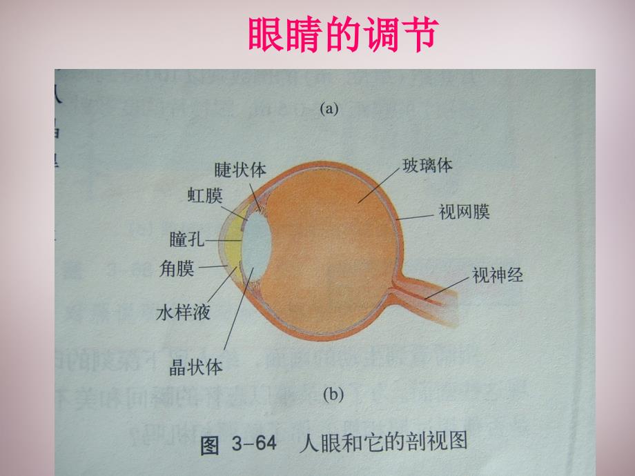 八级物理上册3.7眼睛与光学仪器粤教沪 1.ppt_第3页