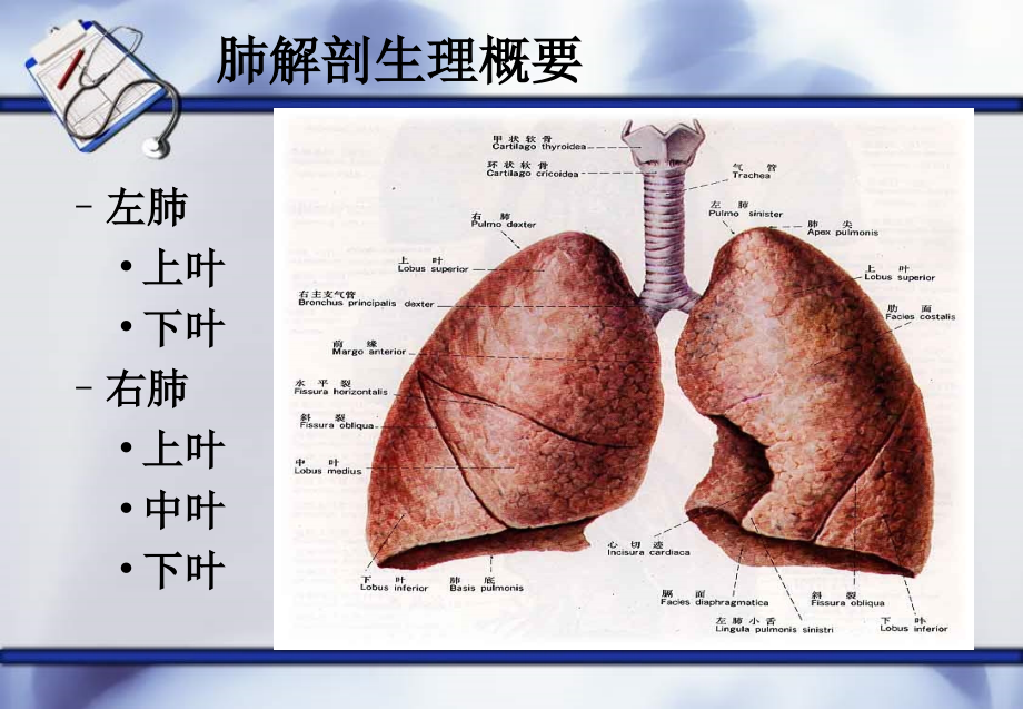 肺癌护理查房(新)备课讲稿_第4页