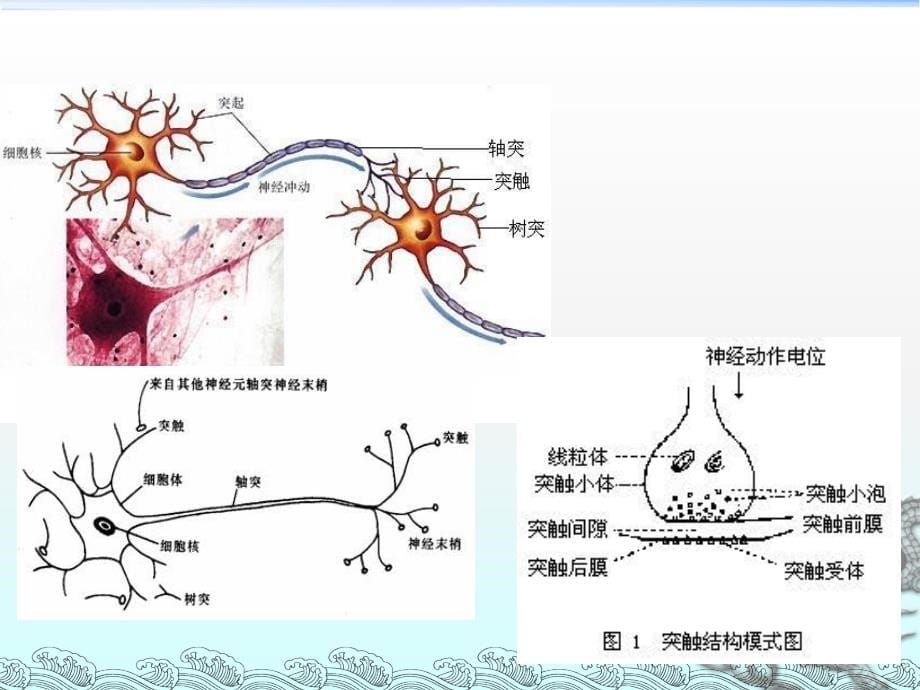 第二章 传出神经系统药物ppt课件_第5页