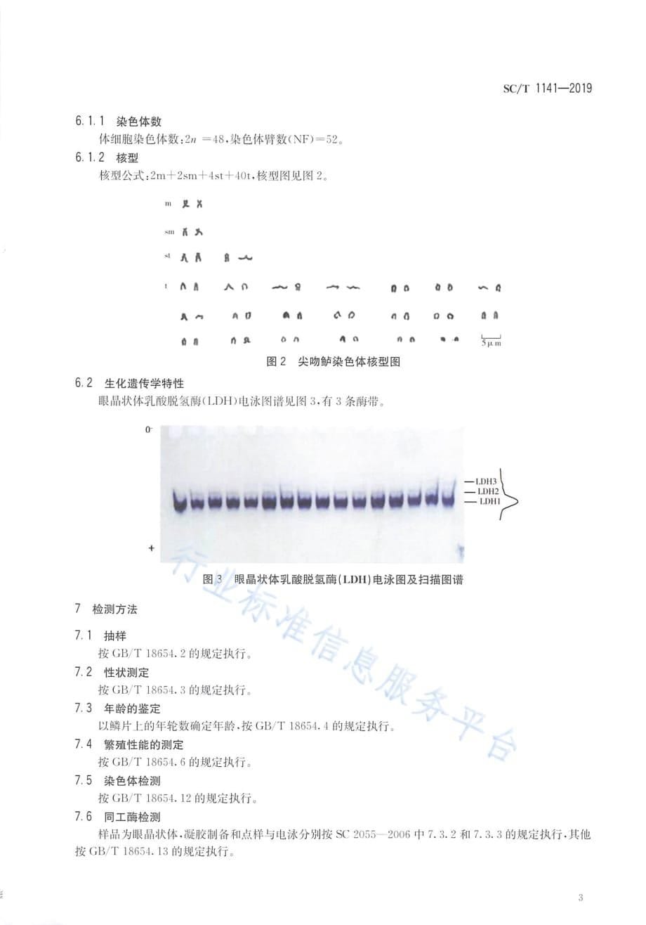 尖吻鲈 SC_T 1141-2019_第5页