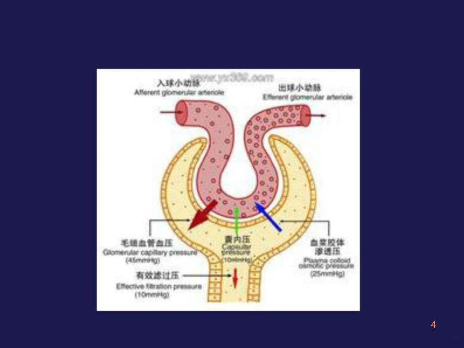 肾病综合征最新PPT课件_第4页