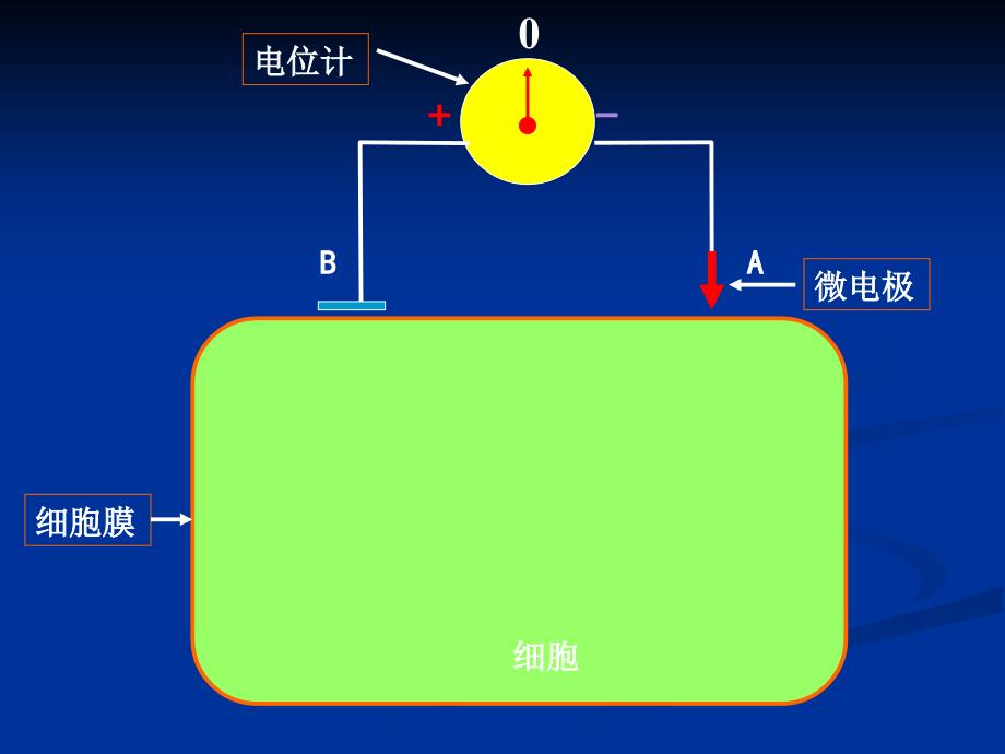 生理学课件第三章.ppt_第4页