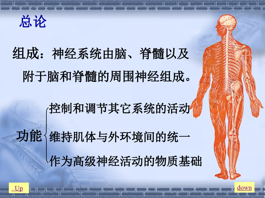 脊神经,脑神经与脊髓.ppt_第2页