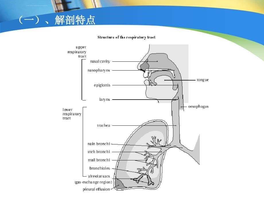 小儿麻醉气道和呼吸管理指南2016_第5页