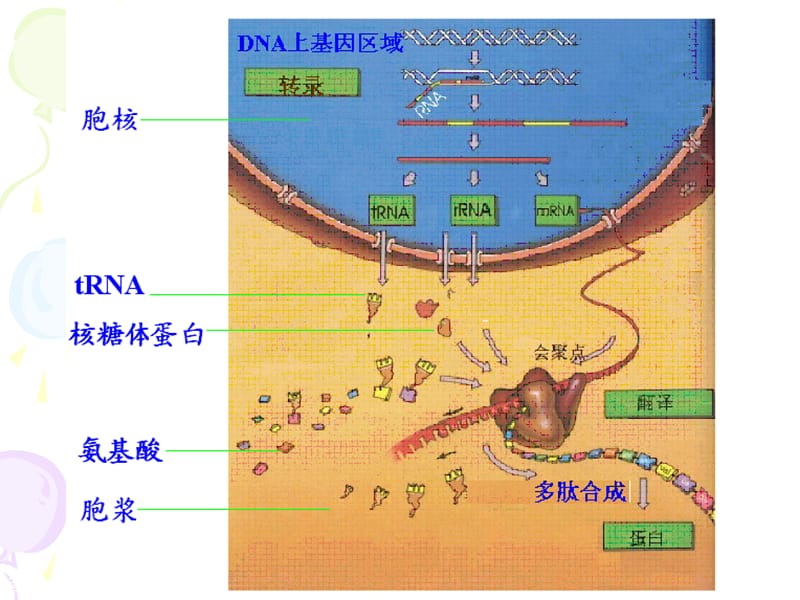蛋白质生物合成【生物化学课件】.ppt_第3页