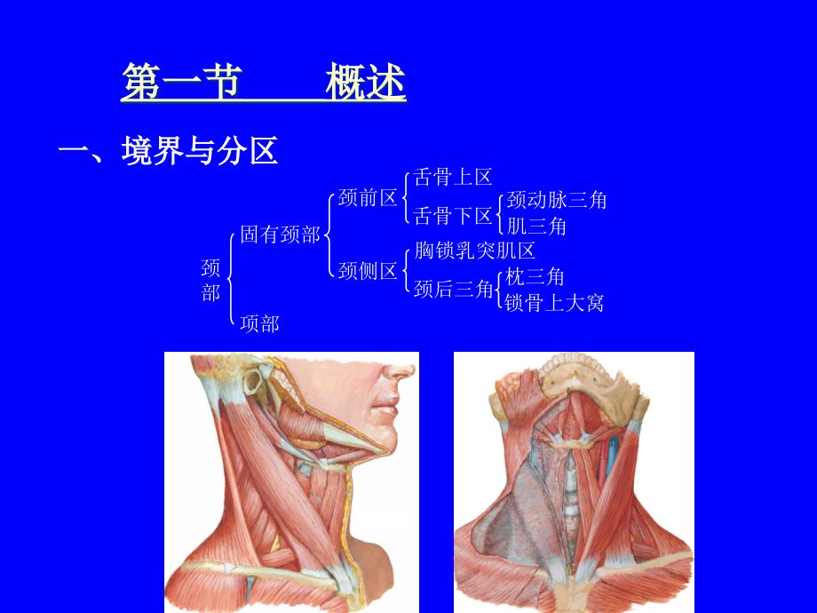 颈部影像解剖.ppt_第3页
