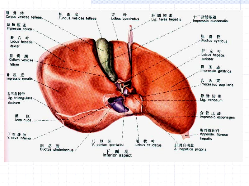 肝内管道与肝段的横断面解剖.ppt_第3页