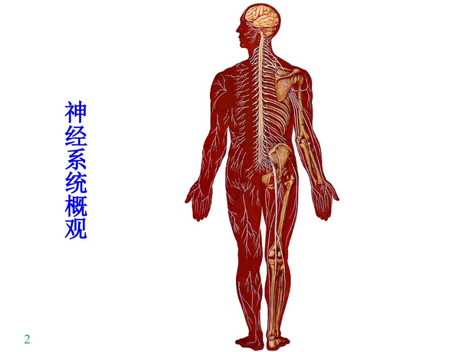 神经系统-运动传导路.ppt_第2页