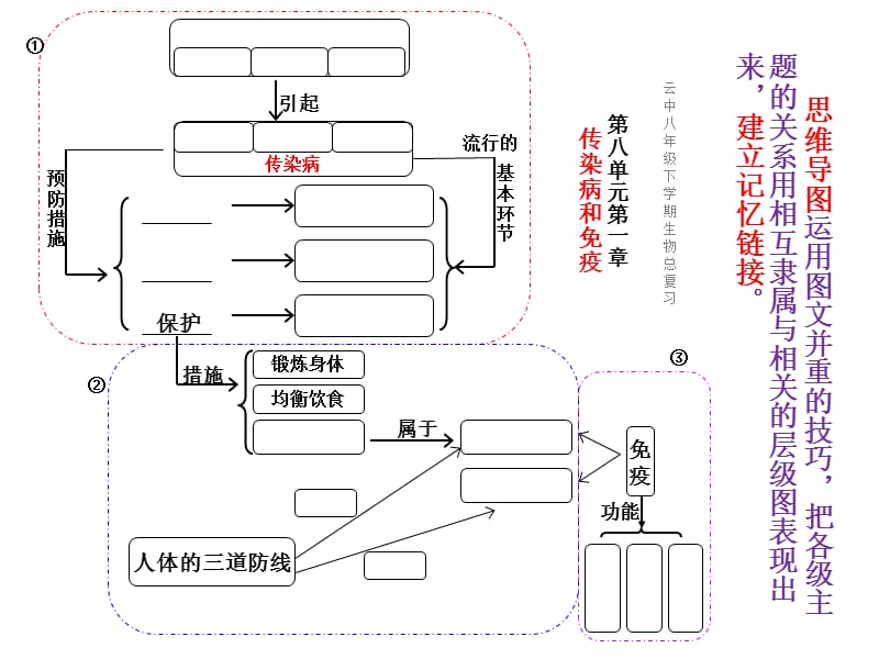 生物八下总复习(思维导图).ppt_第2页