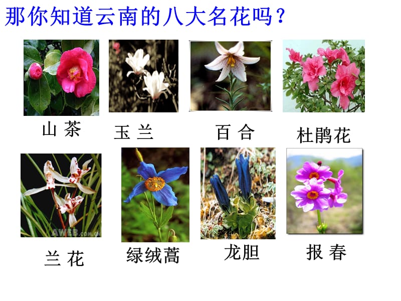 云南八大名花课件.ppt_第4页