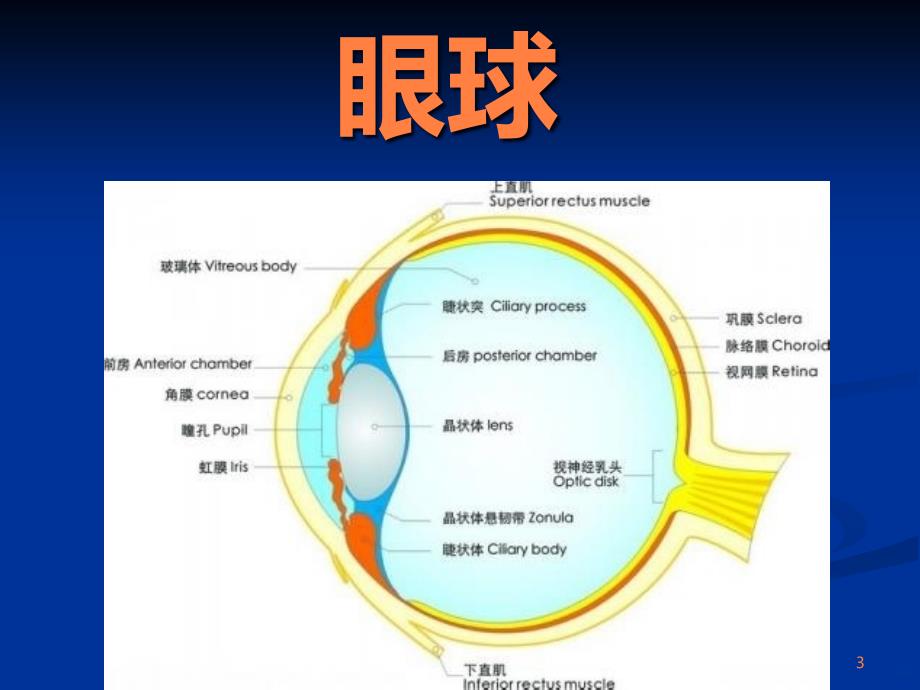 眼球解剖及生理PPT课件_第3页