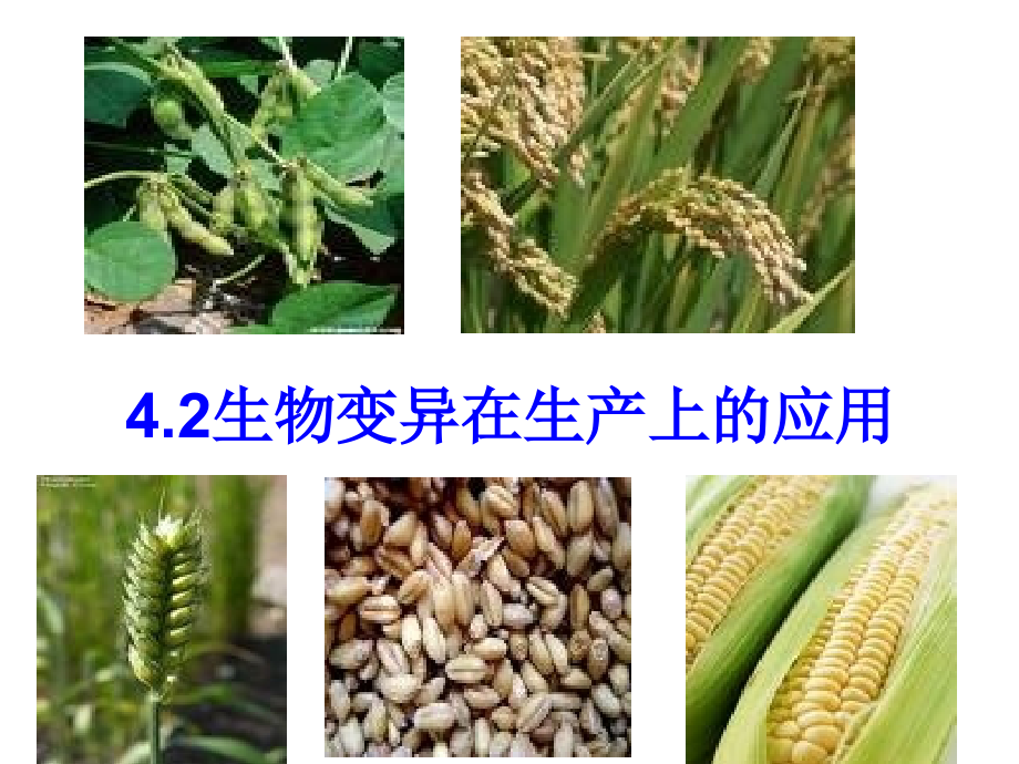 高中生物：育种专题 课件浙科版必修2.ppt_第2页