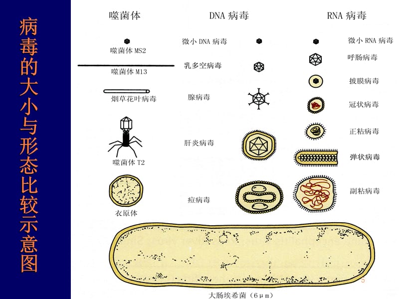 药本病毒学PPT课件_第5页