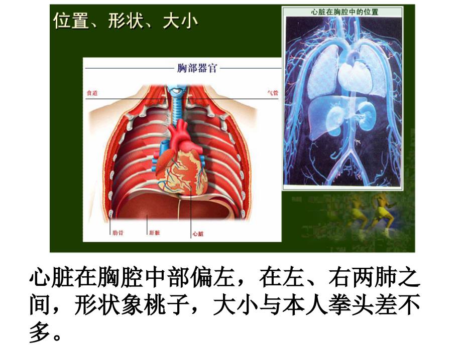 学习课件第三节-输送血液的泵-心脏ppt课件_第4页