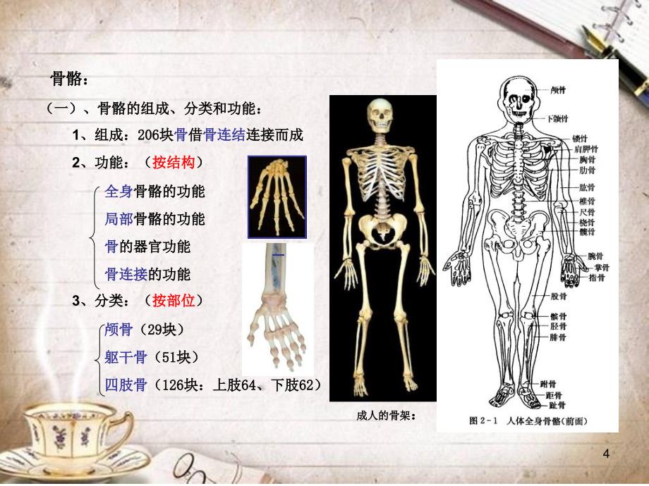 运动系统PPT幻灯片_第4页