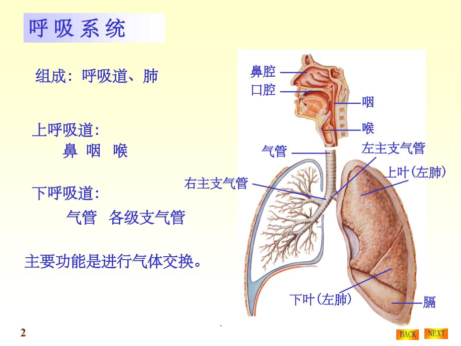 呼吸系统结构与功能ppt课件_第2页