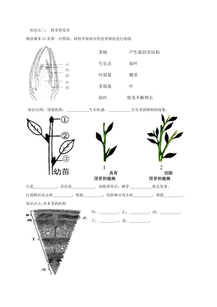 八年级生物上册 第四单元 物种的延续 第1章 绿色开花植物的一生 第6节 芽的类型和发育学案（新版）济南版_第2页