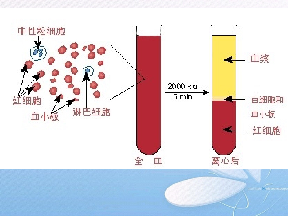 学习课件第6章__血液系统疾病ppt课件_第2页