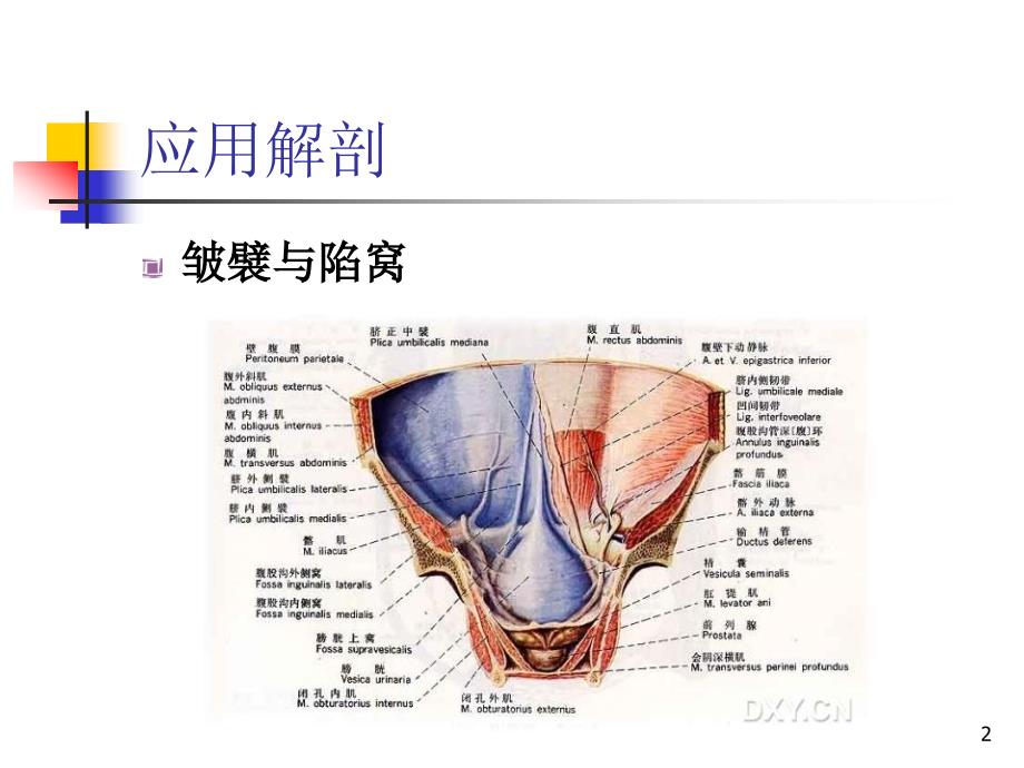 腹腔镜疝修补PPT演示课件_第2页