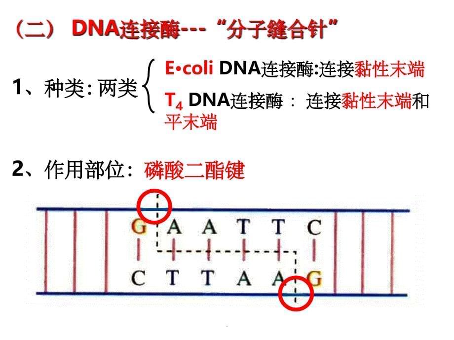 高中生物选修三基因工程ppt课件_第5页