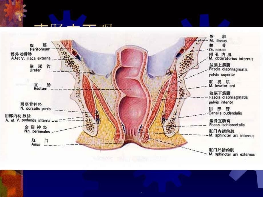 中医外科第十二章(肛门直肠疾病)ppt课件_第5页