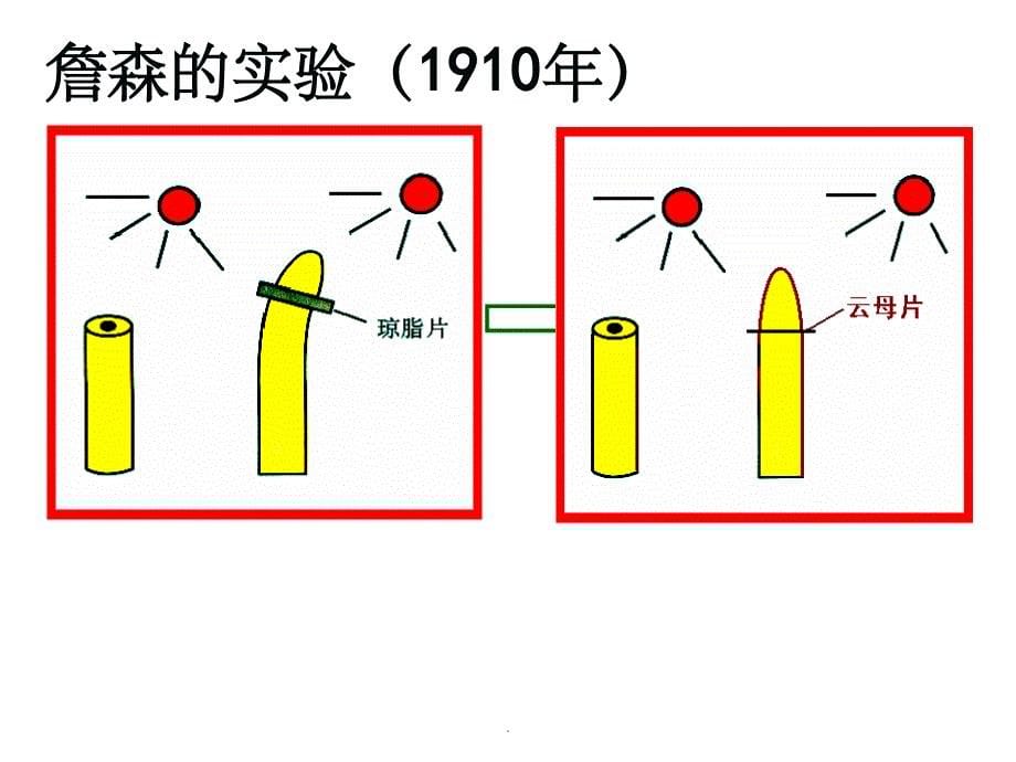 植物生长素(一轮复习)ppt课件_第5页