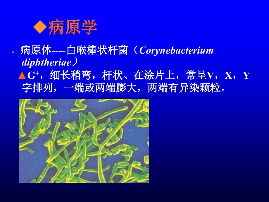 白喉患者的护理PPT演示课件_第3页