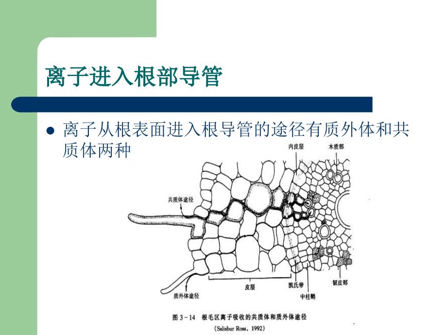 影响养分吸收的因素_第4页