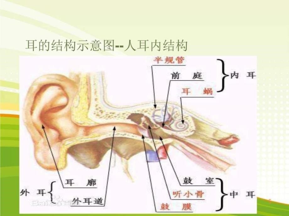 幼儿园爱耳日PPT课件_第5页