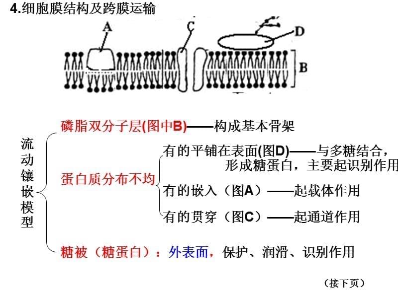 高中生物必修一1~4章易错点归纳.ppt_第5页