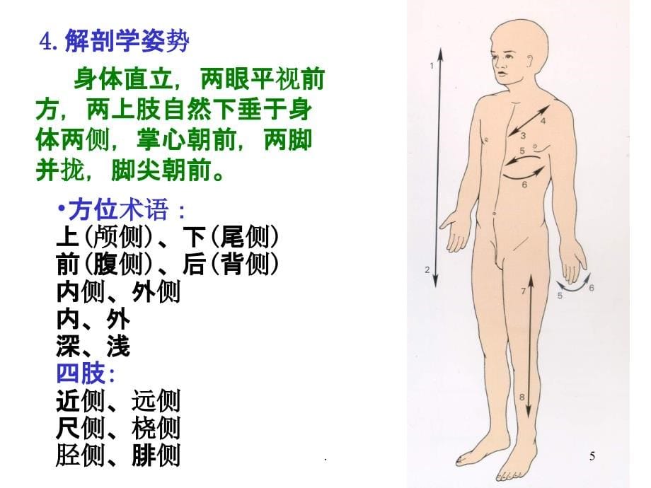 解剖学总论和骨学 人体解剖学课件ppt课件_第5页