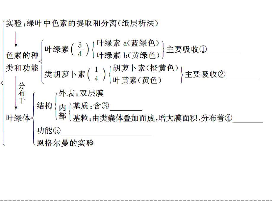 2013高三生物一轮复习课件(人教版)：1-3-3能量之源——光与光合作用.ppt_第3页