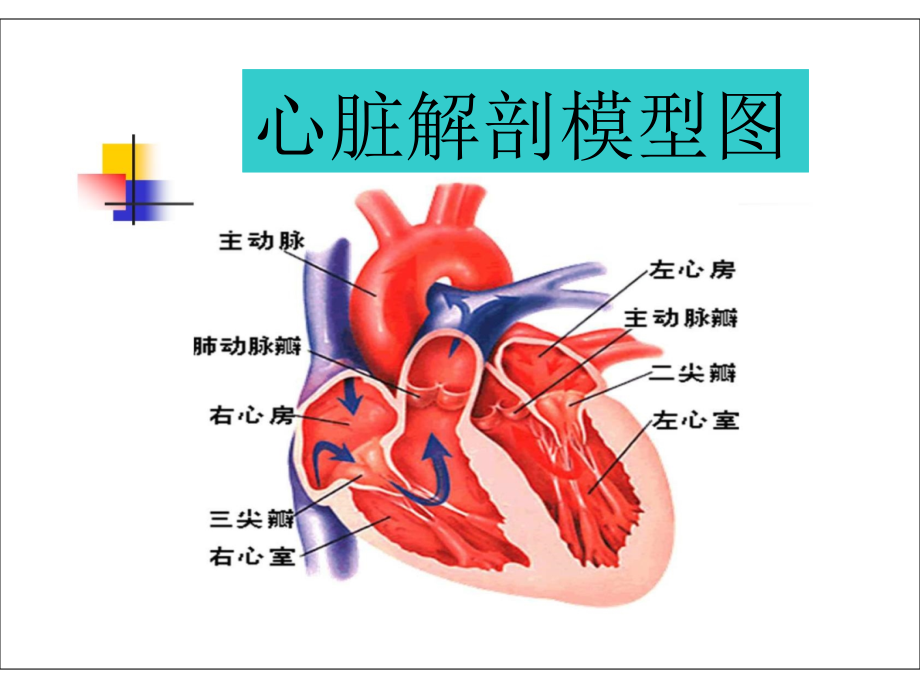 心脏瓣膜病新_第3页