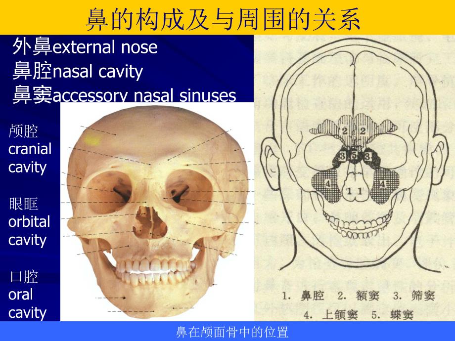 耳鼻咽喉解剖生理(1).ppt_第4页