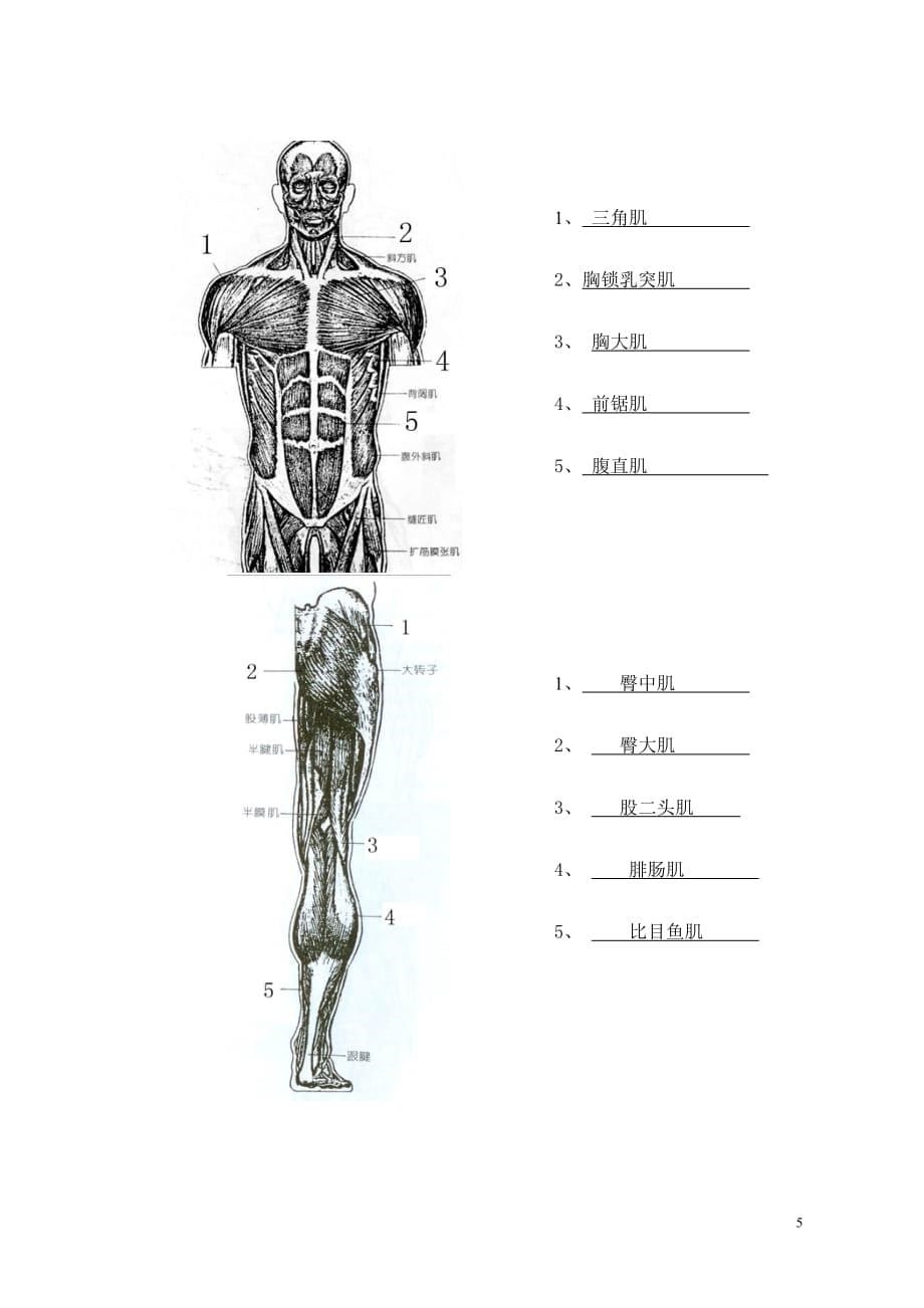 2011级艺用解剖学试题2.doc_第5页