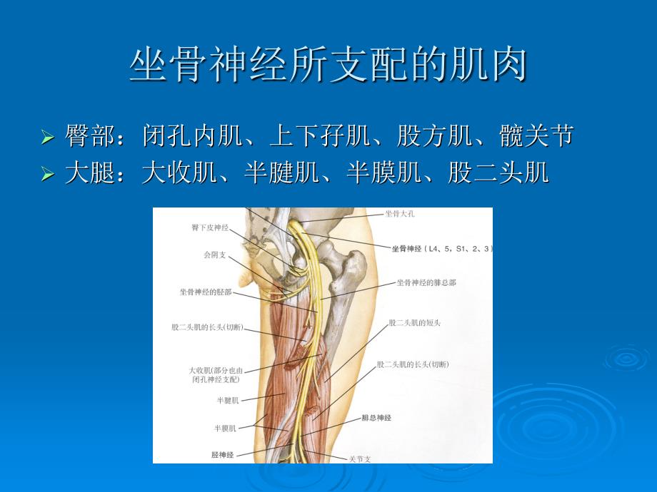 坐骨神经分布、支配肌肉及神经吻合要点.ppt_第4页