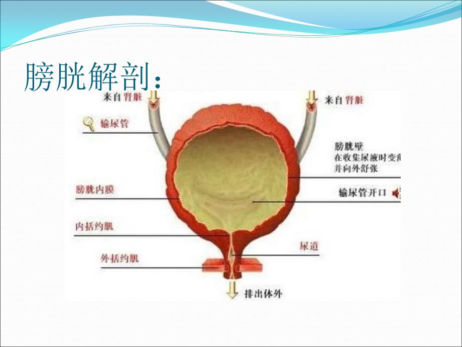 老年尿失禁的护理.ppt_第4页