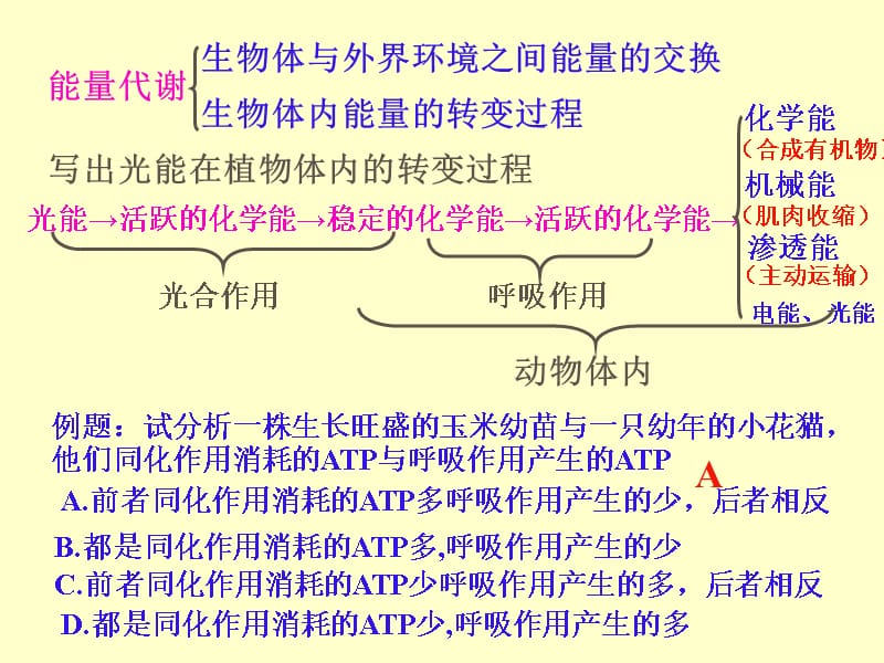 生物 新陈代谢的类型.ppt_第3页