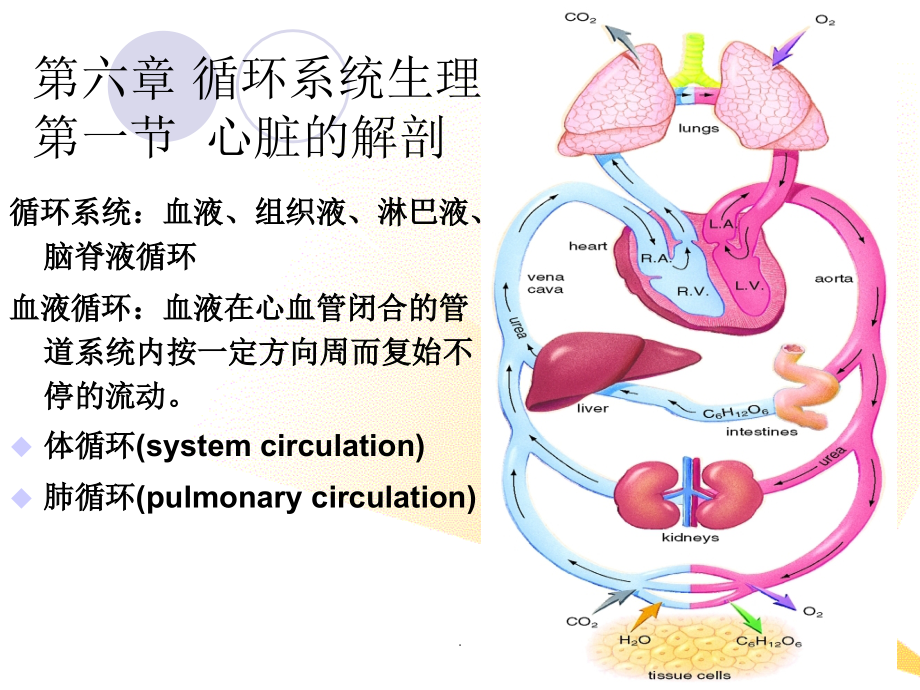 解剖生理学第6章循环系统_第2页