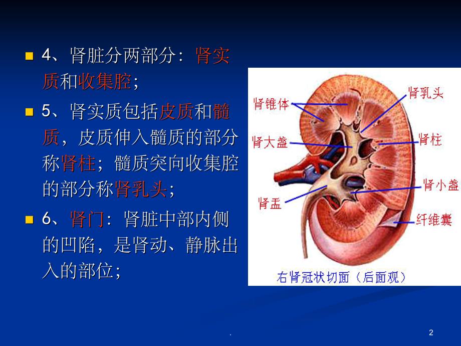 影像解剖 肾脏PPT课件_第2页