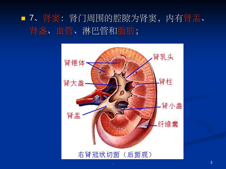 影像解剖 肾脏PPT课件_第3页