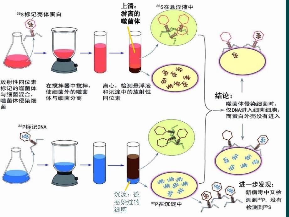 第二十一章 基因的分子生物学_第5页