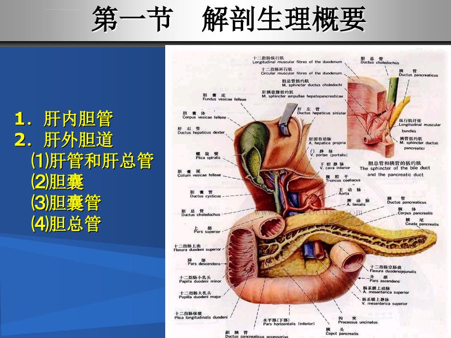 第三十二章 胆道疾病病人的护理_第3页