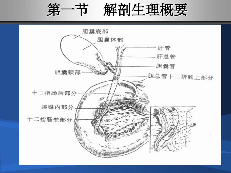 第三十二章 胆道疾病病人的护理_第4页