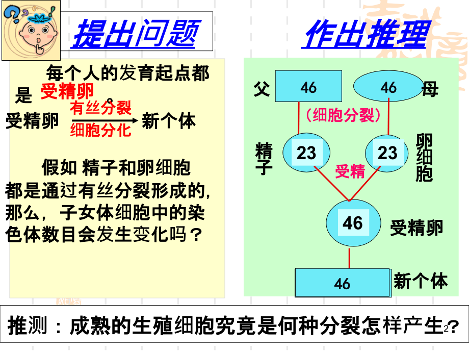 减数分裂和受精作用1精PPT课件_第2页