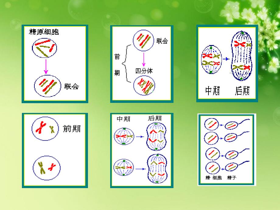 2012-2013版高中生物 第二章 第一节 第二课时 精子与卵细胞的产生和受精 减数分裂的意义同步授课课件 浙科版必修2.ppt_第3页