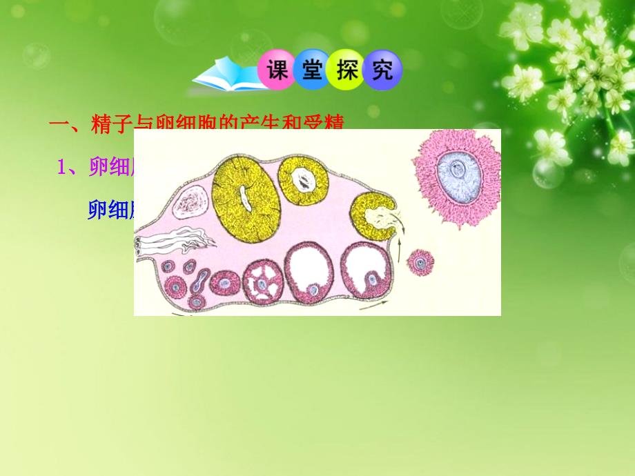 2012-2013版高中生物 第二章 第一节 第二课时 精子与卵细胞的产生和受精 减数分裂的意义同步授课课件 浙科版必修2.ppt_第4页