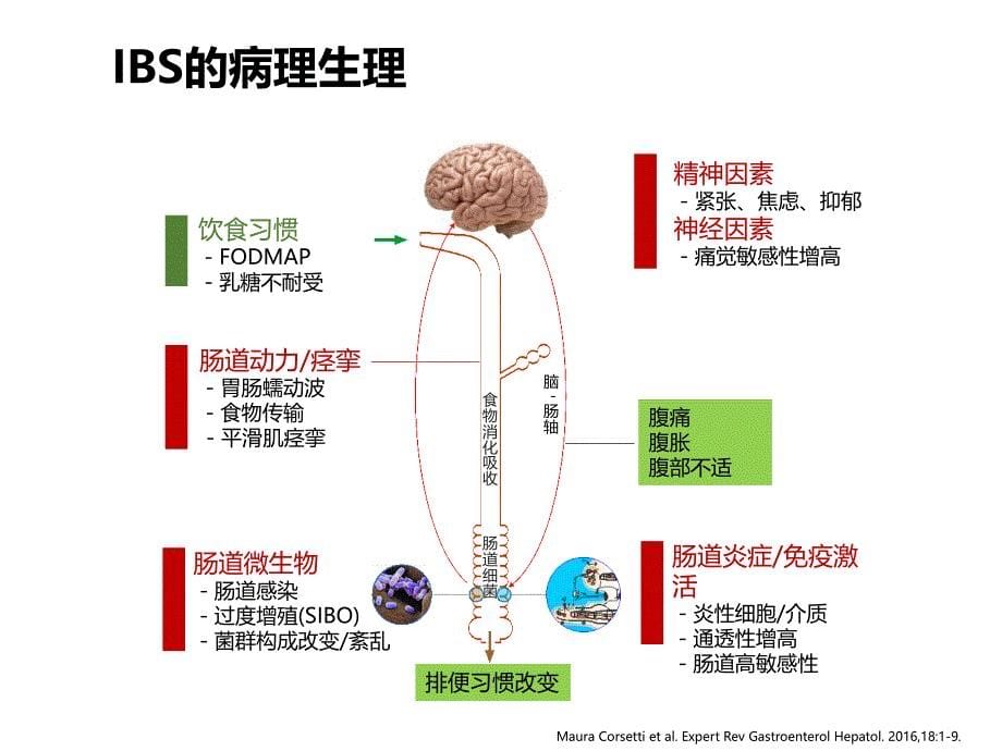 解痉剂在肠易激综合征中的应用讲课教案_第5页