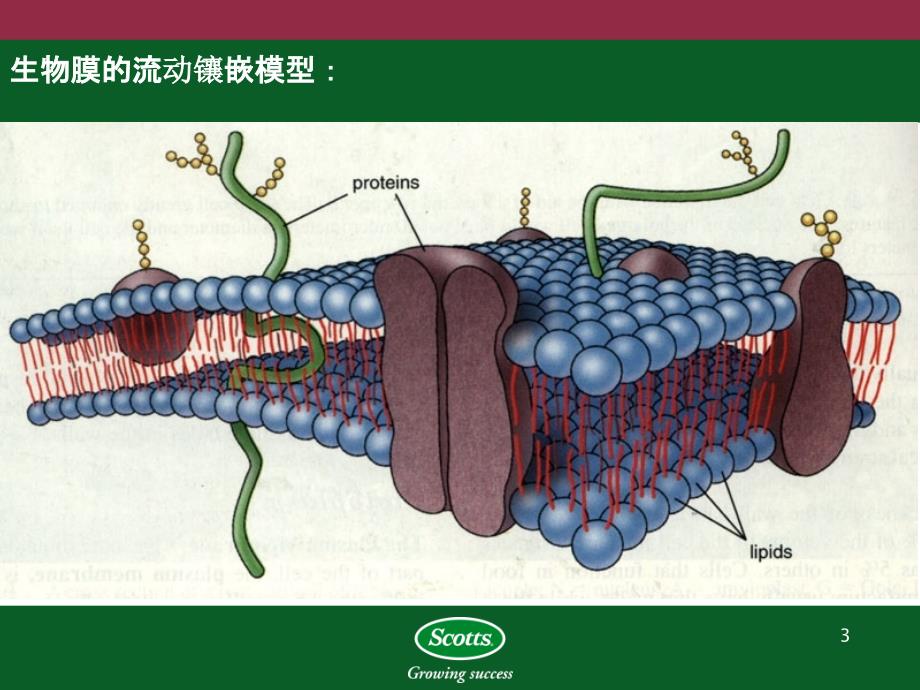 植物对氮磷钾的吸收PPT课件_第3页