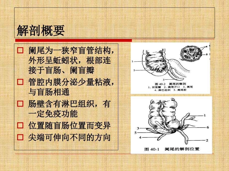 急性阑尾炎护理查房说课讲解_第2页